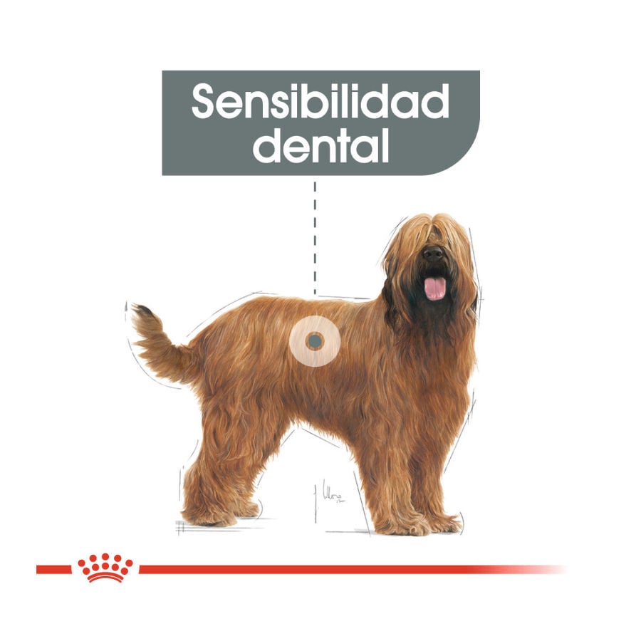 Royal Canin Dental Care Maxi pienso para perros, , large image number null